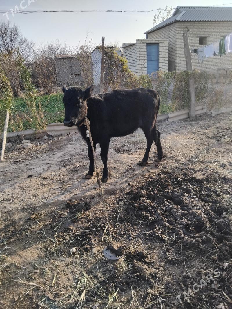 Tm - Мургап - img 1