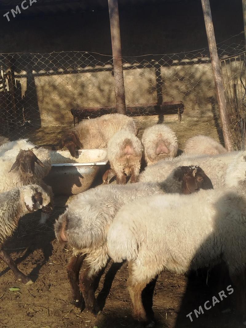 токлы - Etrek - img 4