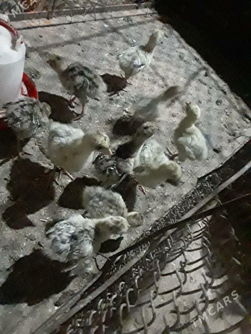 induk jüje - Ашхабад - img 1