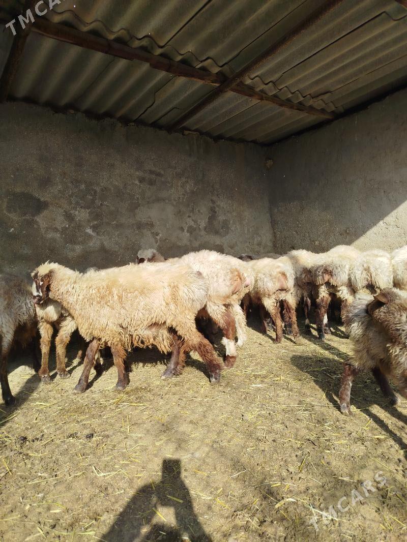 токлы - Etrek - img 2