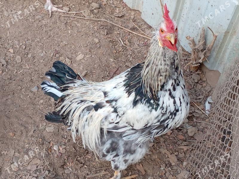 Юрловский - Туркменабат - img 1