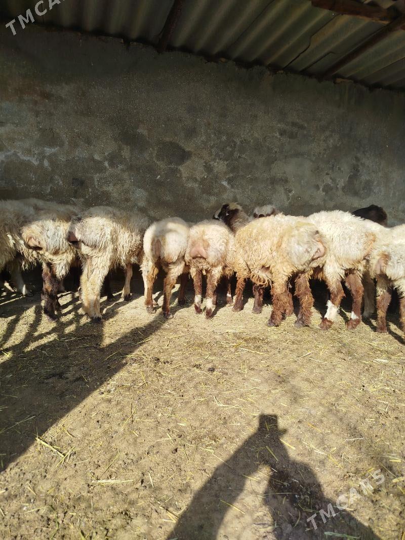 токлы - Etrek - img 3