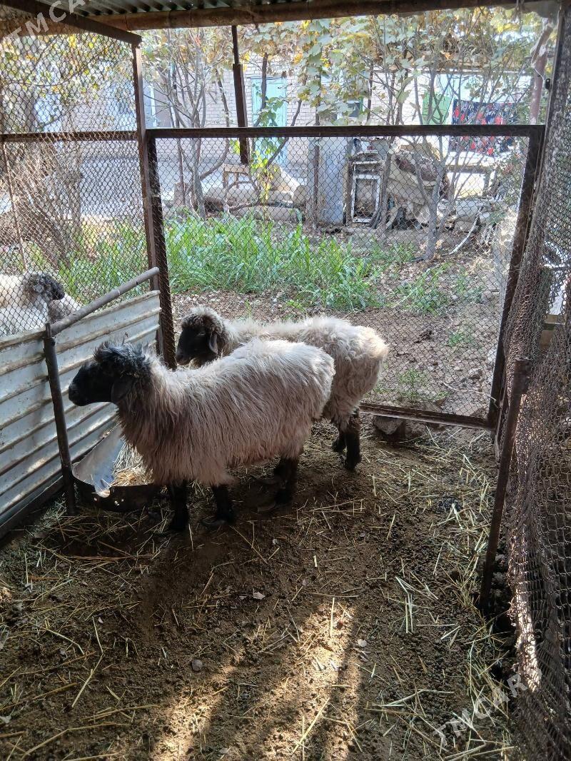 goyun - Анев - img 1