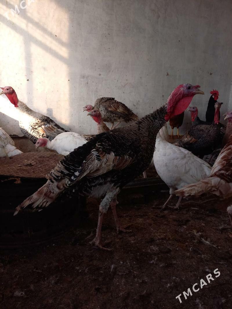 индюк - Сакарчага - img 1