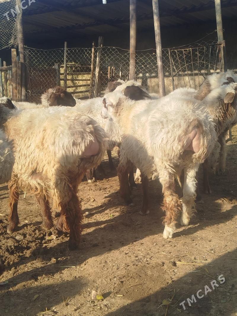 токлы - Этрек - img 1