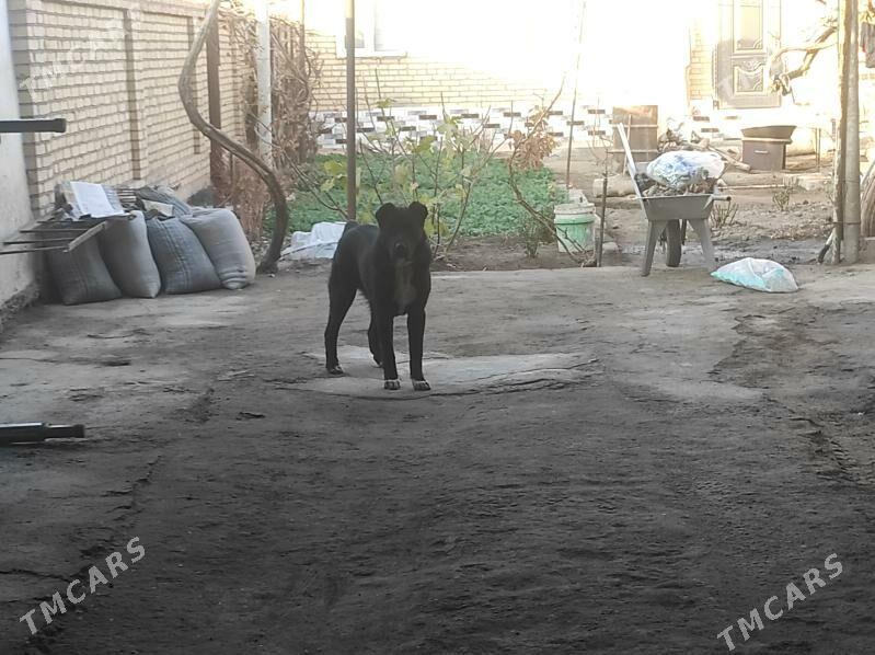 алабай - Туркменабат - img 2