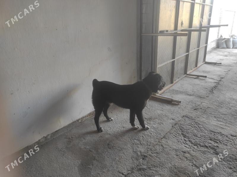 алабай - Туркменабат - img 4