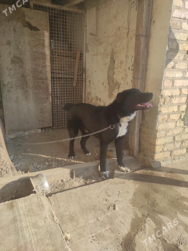 алабай - Туркменабат - img 5