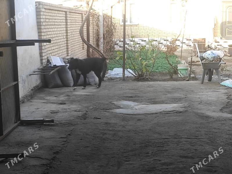 алабай - Туркменабат - img 3