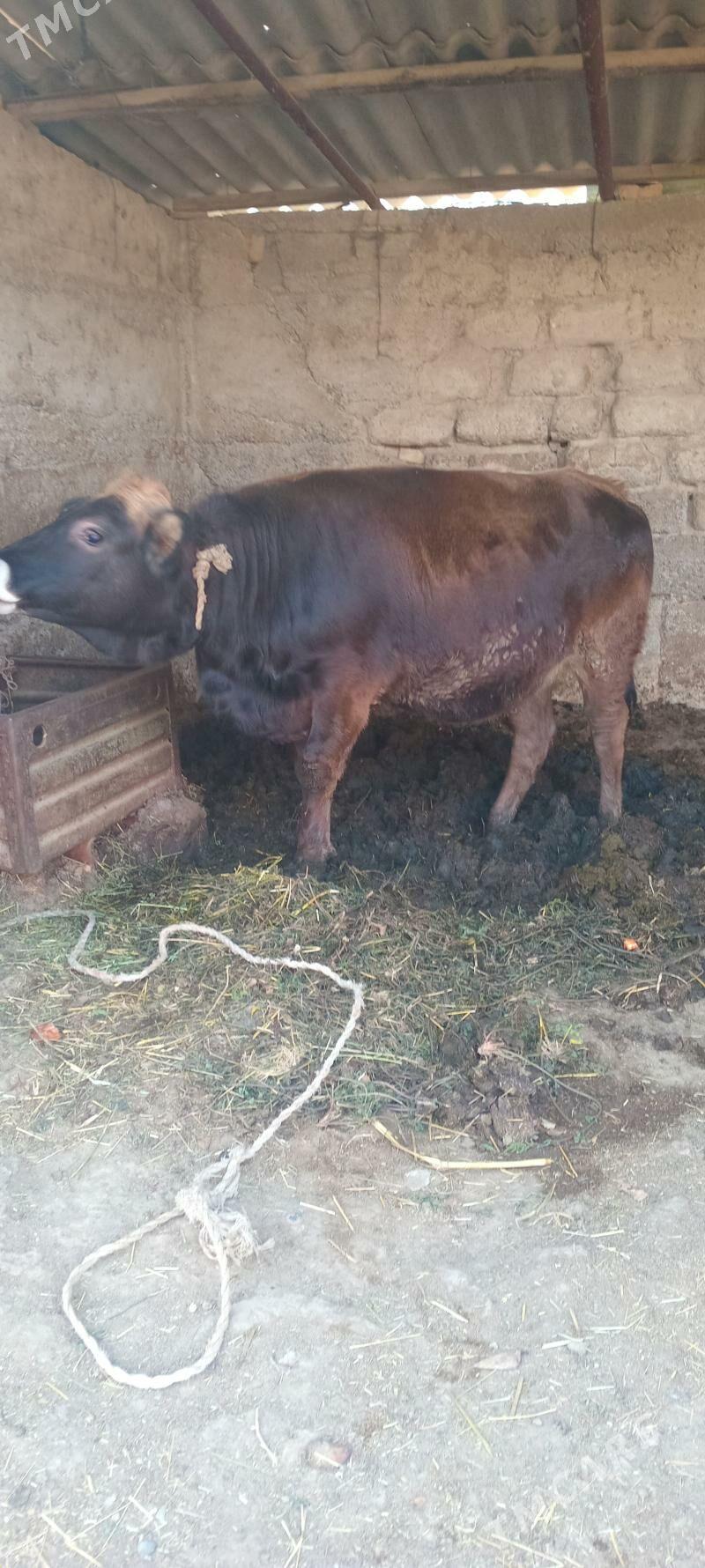 öküz tüwe - Анев - img 1