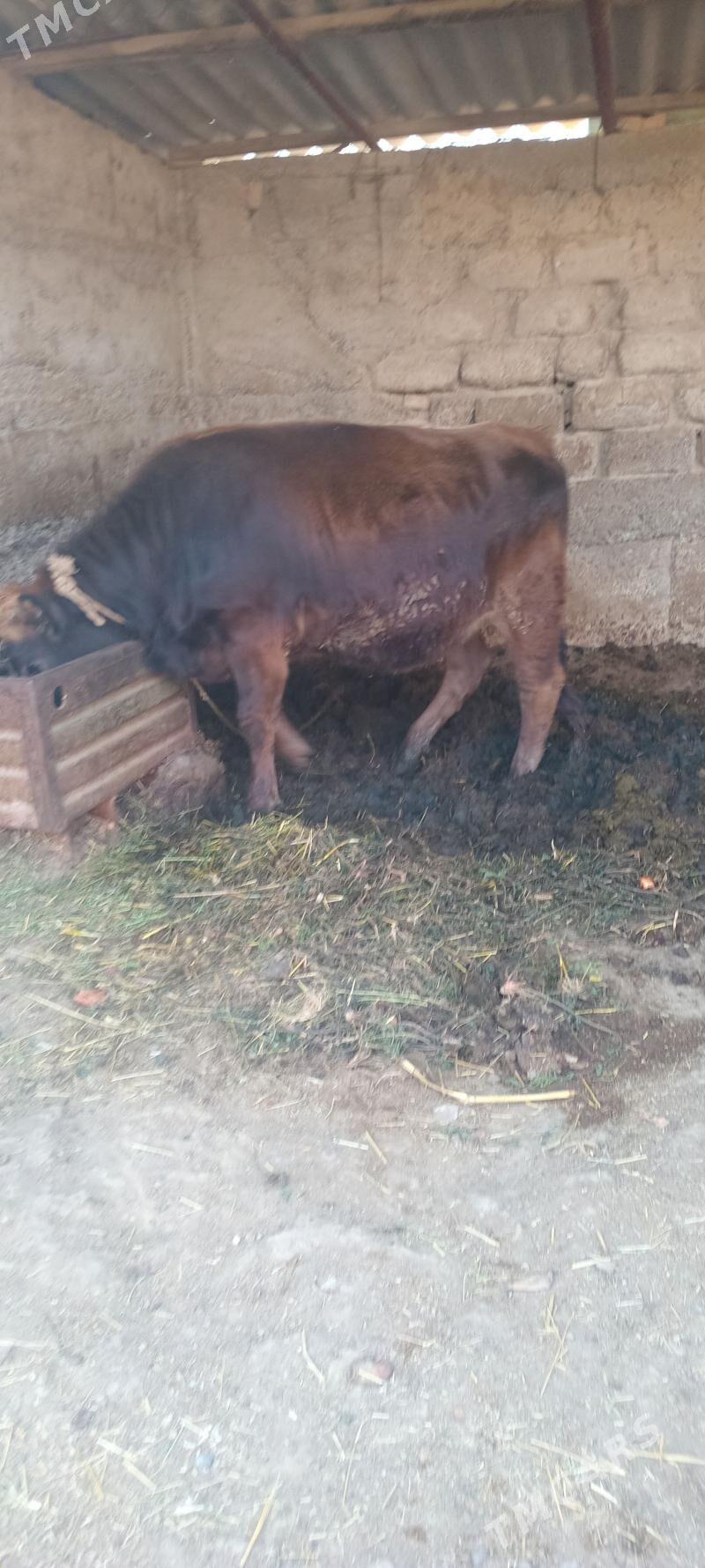 öküz tüwe - Änew - img 8