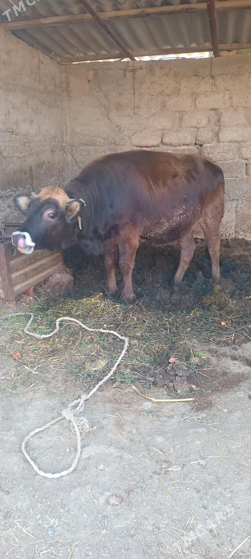 öküz tüwe - Änew - img 5