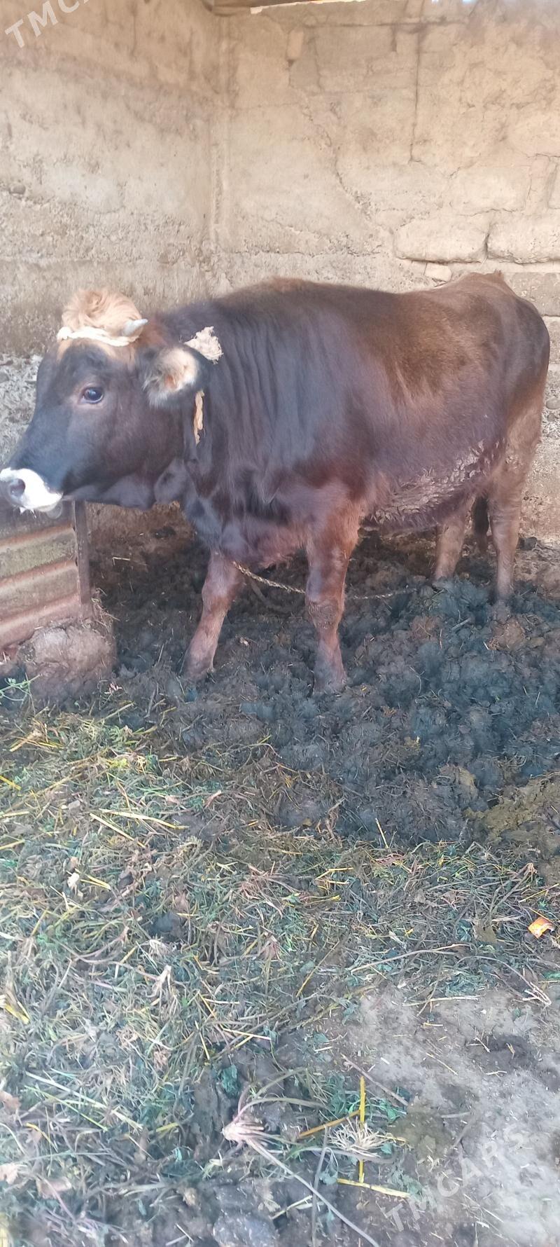 öküz tüwe - Änew - img 4