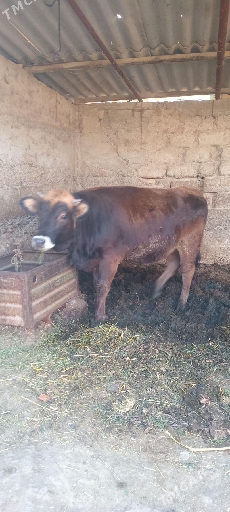 öküz tüwe - Änew - img 9