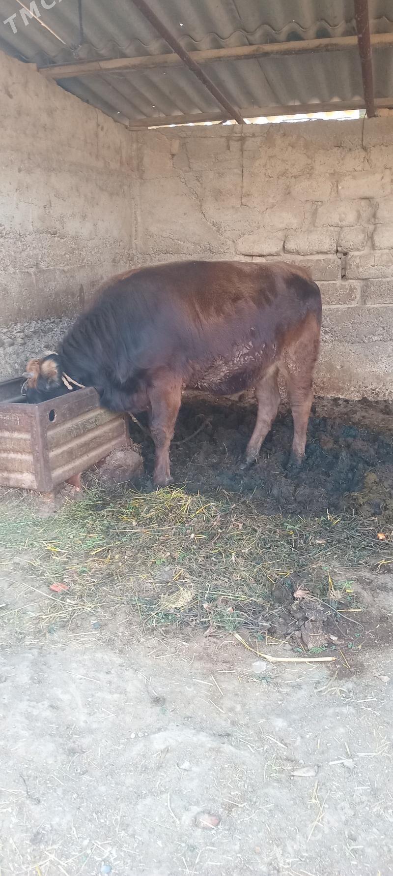 öküz tüwe - Änew - img 6