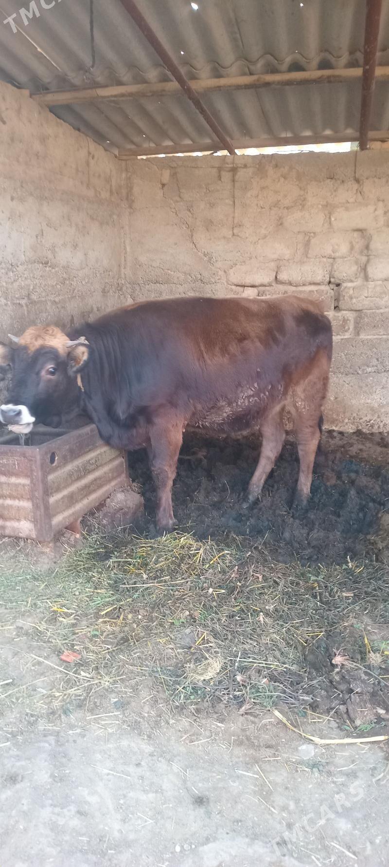 öküz tüwe - Änew - img 2