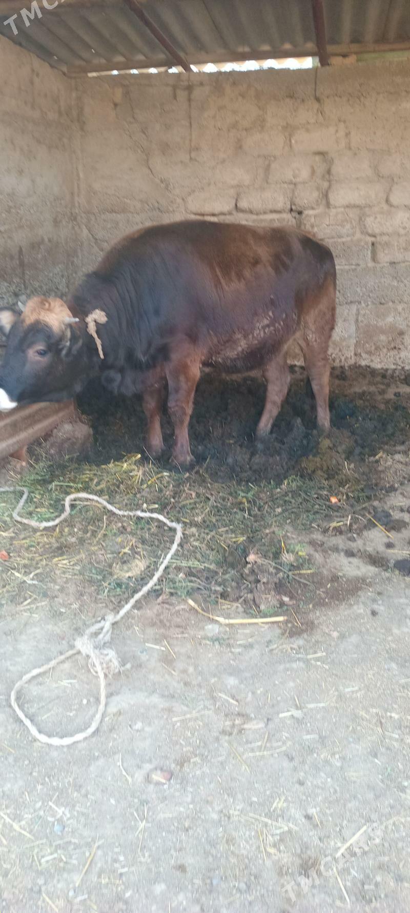 öküz tüwe - Änew - img 7