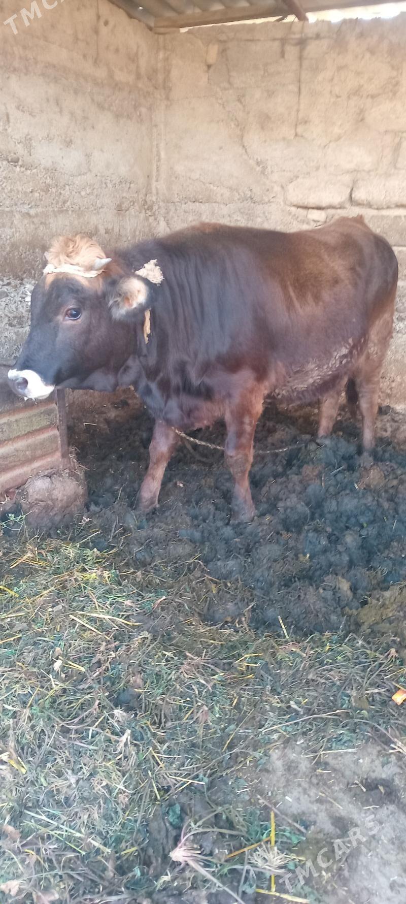 öküz tüwe - Änew - img 3