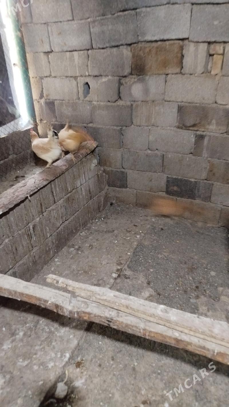 yas towuk - Гёкдже - img 1