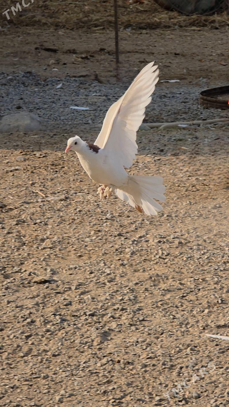 kepderi - Гёкдепе - img 1