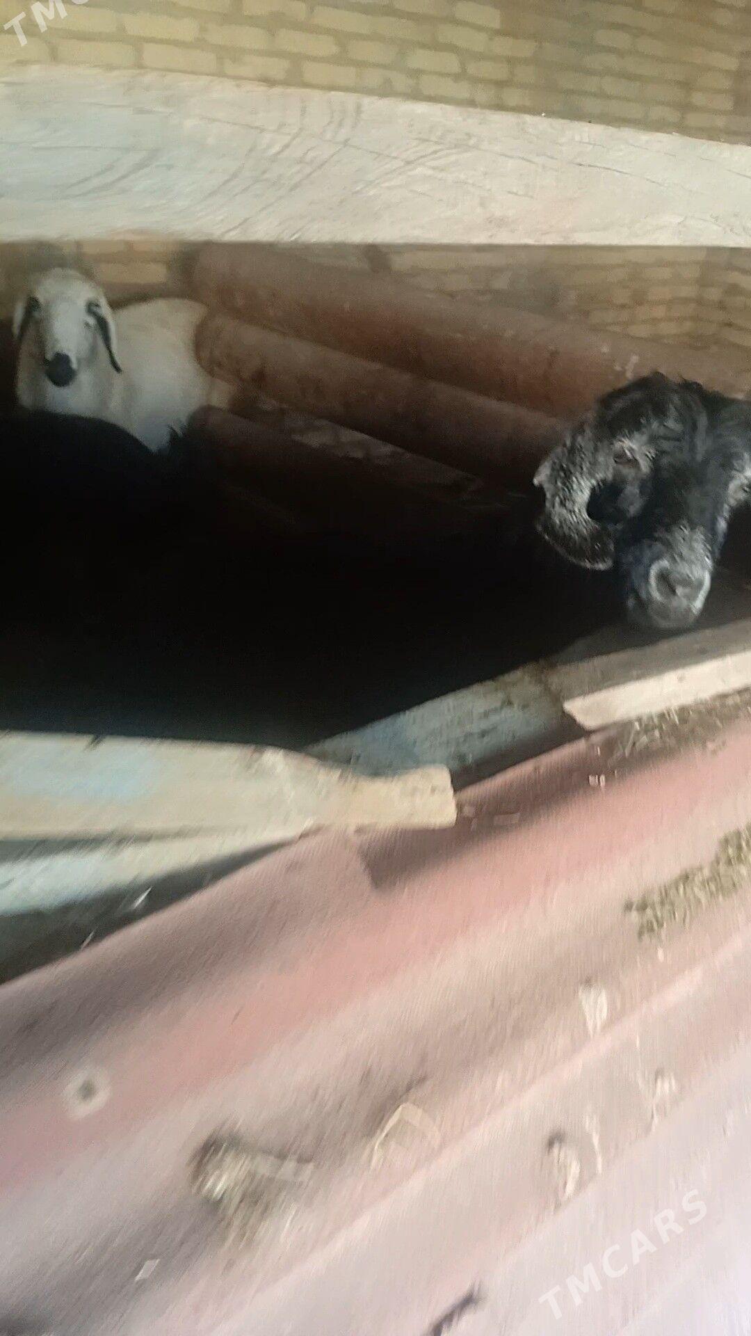 гечилер 6 саны - Çärjew - img 2