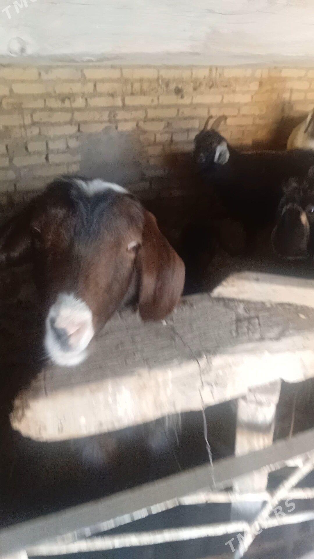 гечилер 6 саны - Чарджоу - img 1