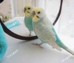 popugay oy guslary - Ашхабад - img 1