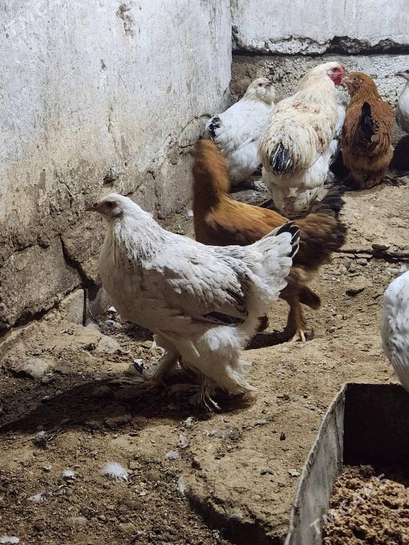 balgar - Hitrowka - img 5