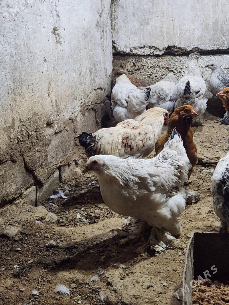 balgar - Hitrowka - img 7