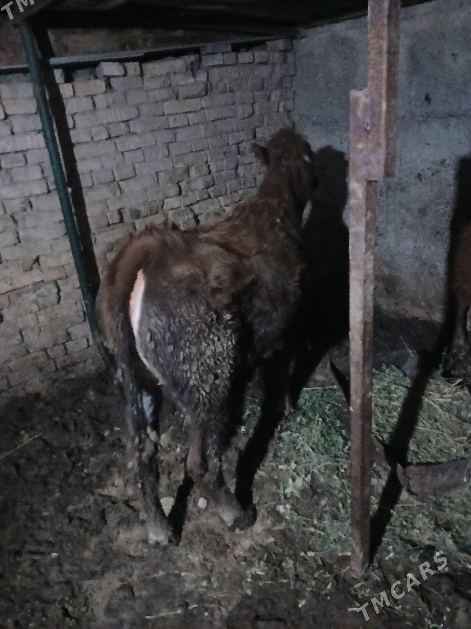 tuwe - Багир - img 1