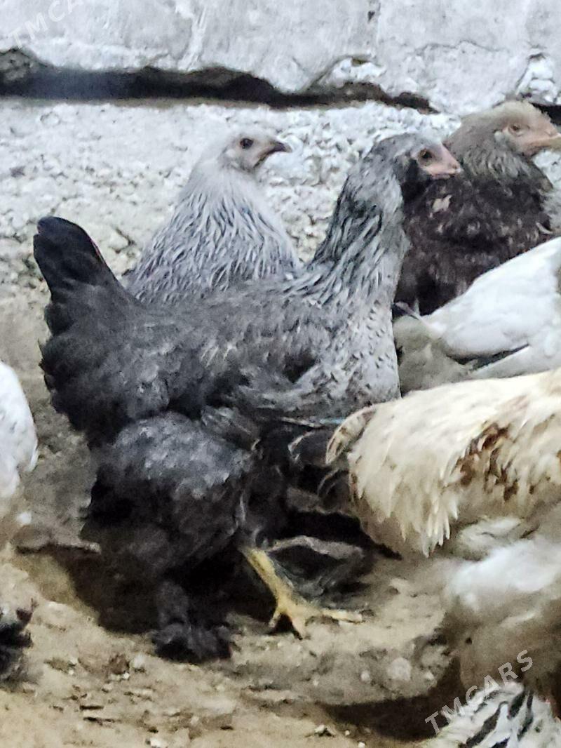 balgar - Хитровка - img 1