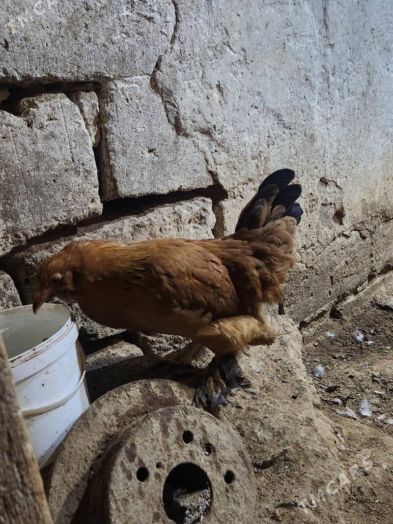 balgar - Hitrowka - img 6