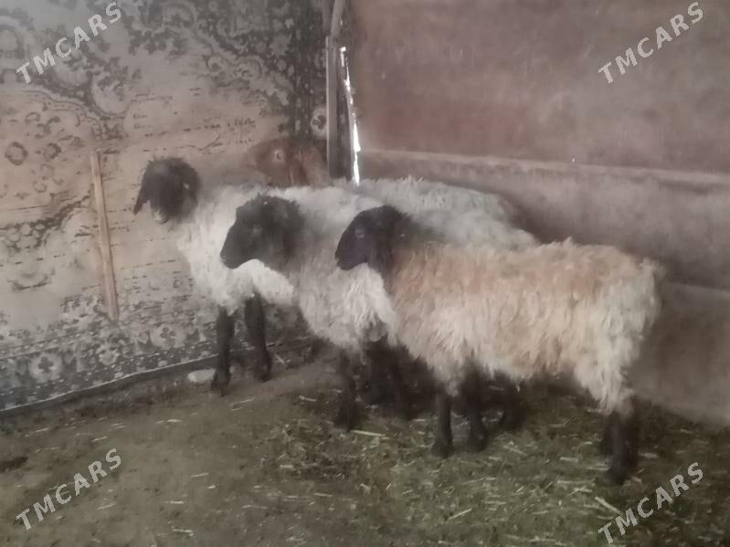 Goyun - Мары - img 1