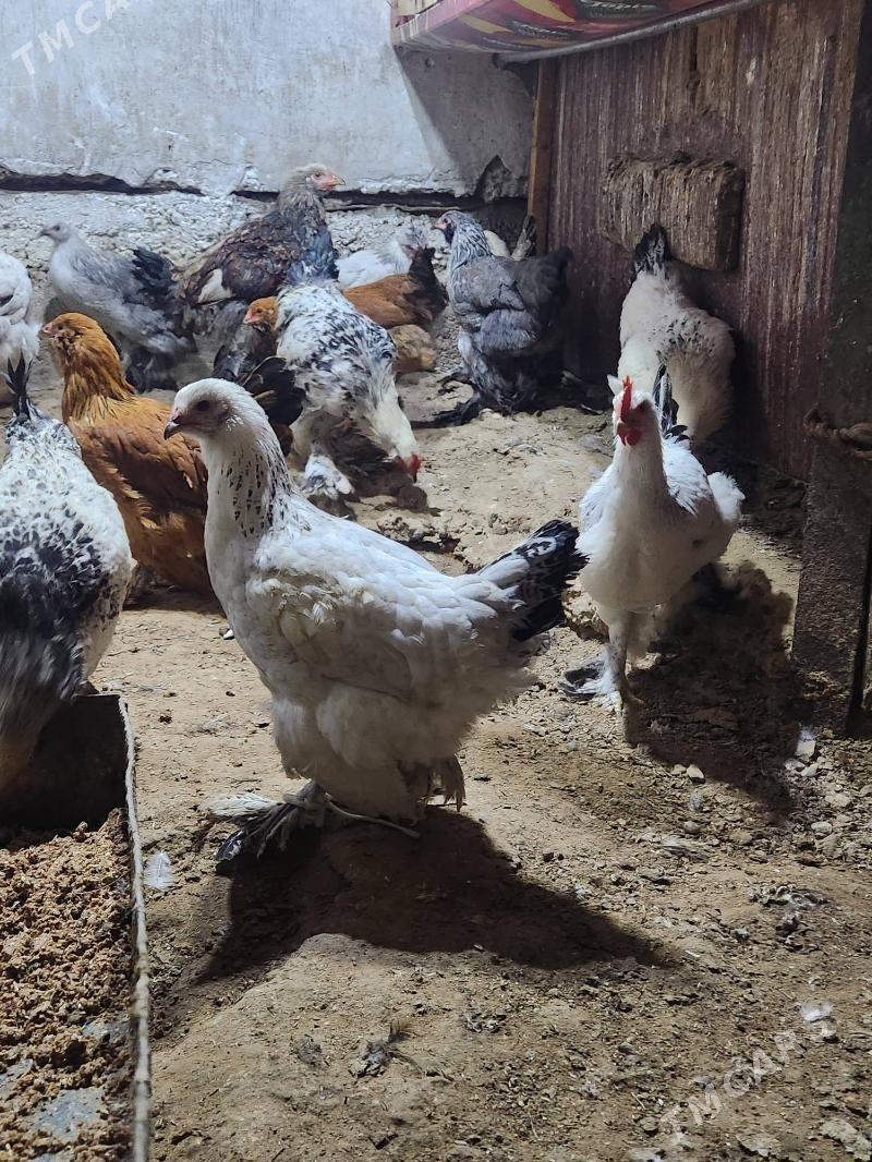 balgar - Hitrowka - img 8