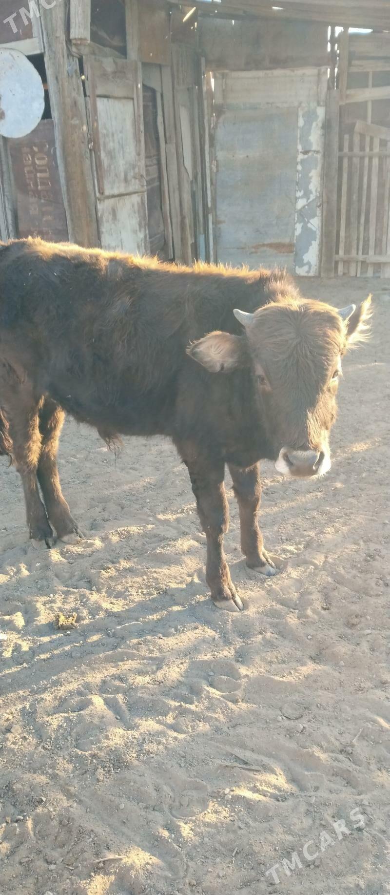 okuzce - Туркменбаши - img 1