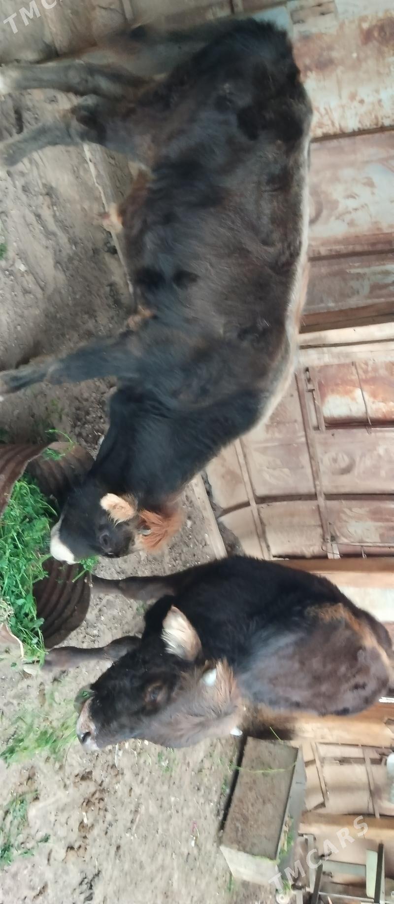 okuzce - Туркменбаши - img 3