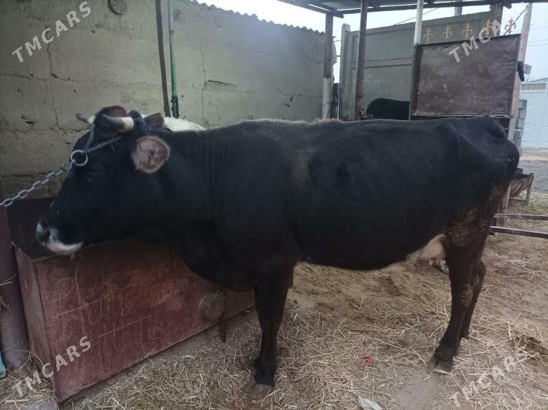 satlyk sygyr gölesi bilen - Бахарден - img 1