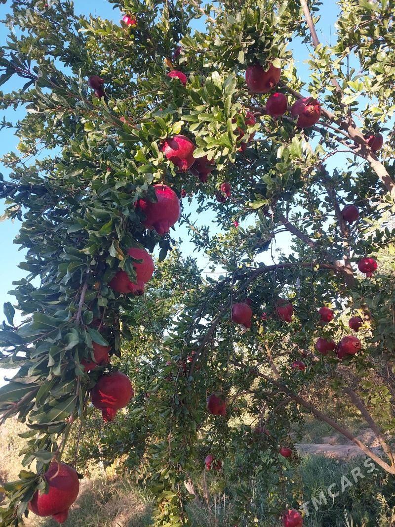 nar sitil - Махтумкули - img 3