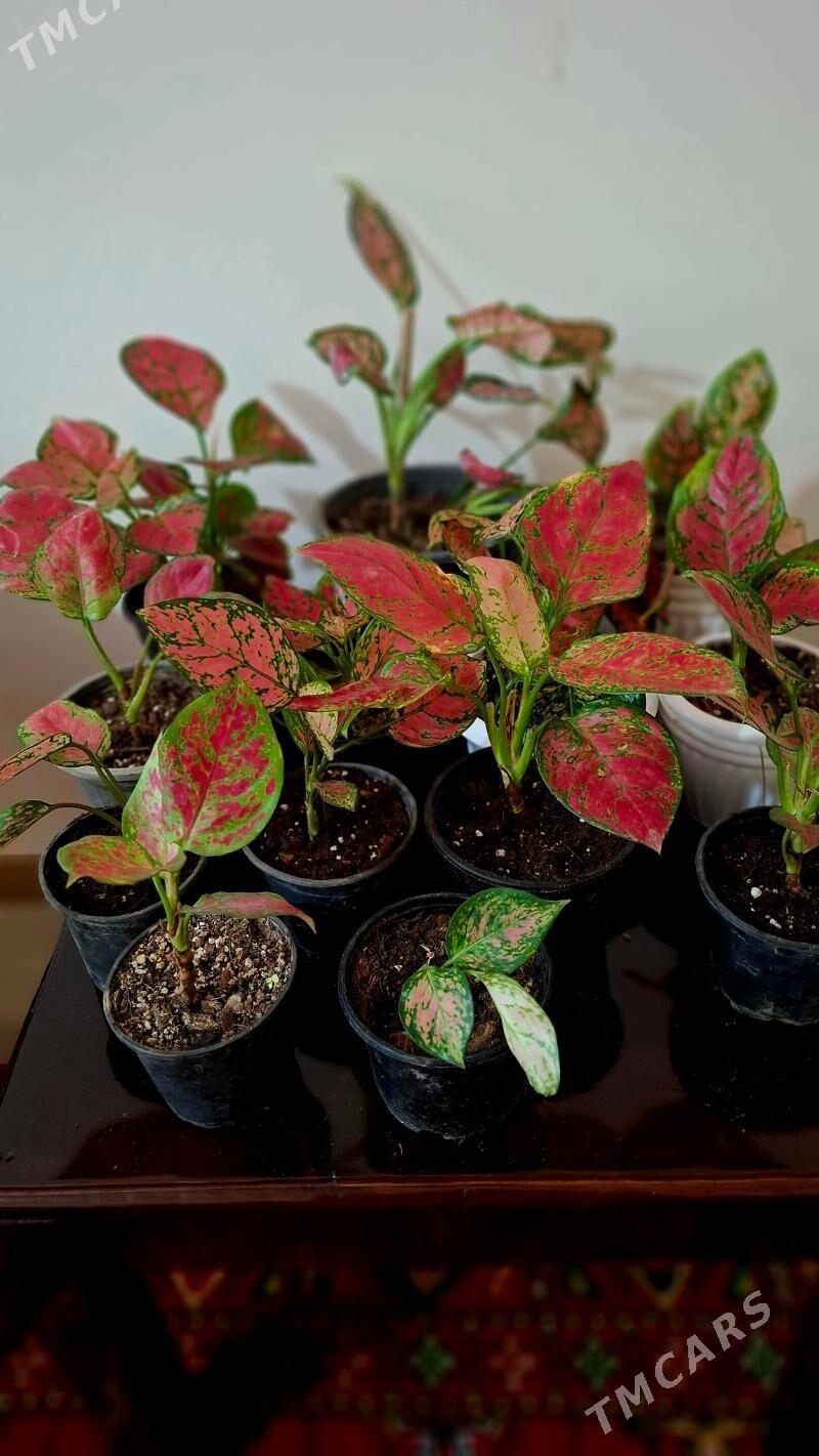 Oy gulleri комнатные растения - Aşgabat - img 1