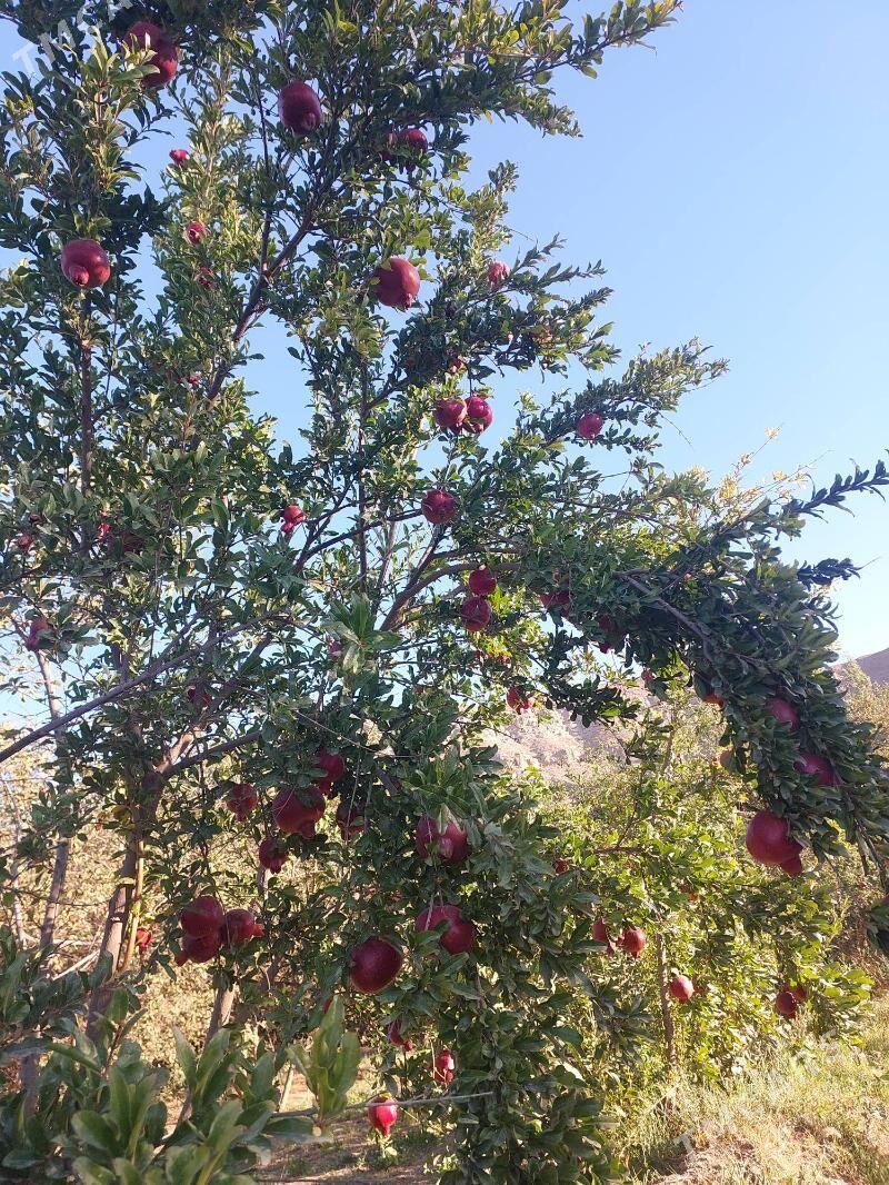 nar sitil - Махтумкули - img 4