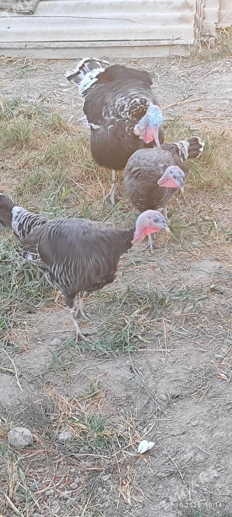 INDUK - Анев - img 1