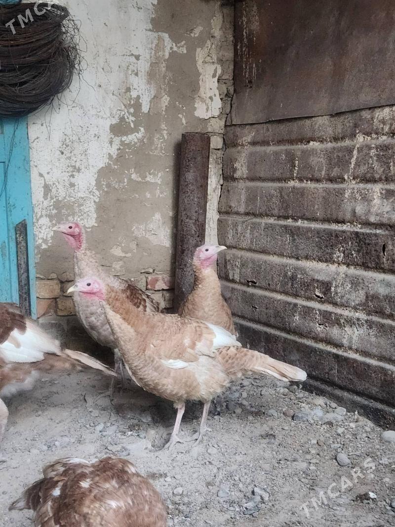 induk - Hitrowka - img 3