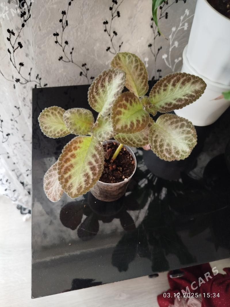 ЦВЕТЫ , gul, ,,потос - Aşgabat - img 1