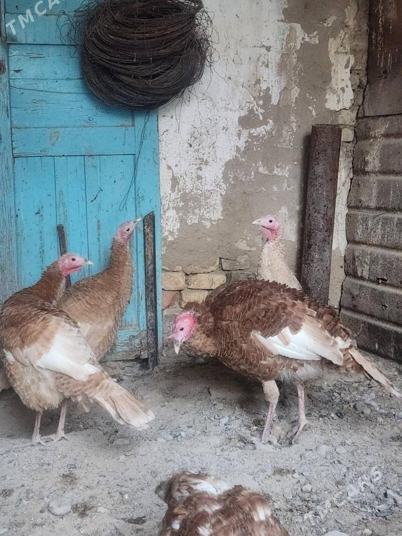 induk - Hitrowka - img 2