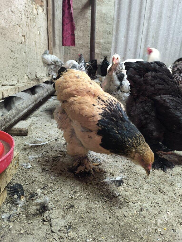 brama yumurtga - Байрамали - img 3