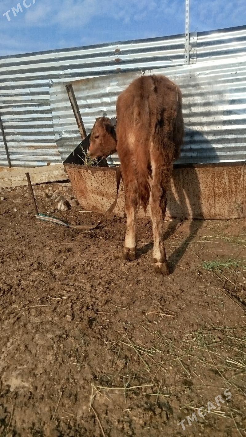 okuz - Gökdepe - img 4