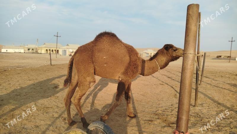 duye - Esenguly - img 2