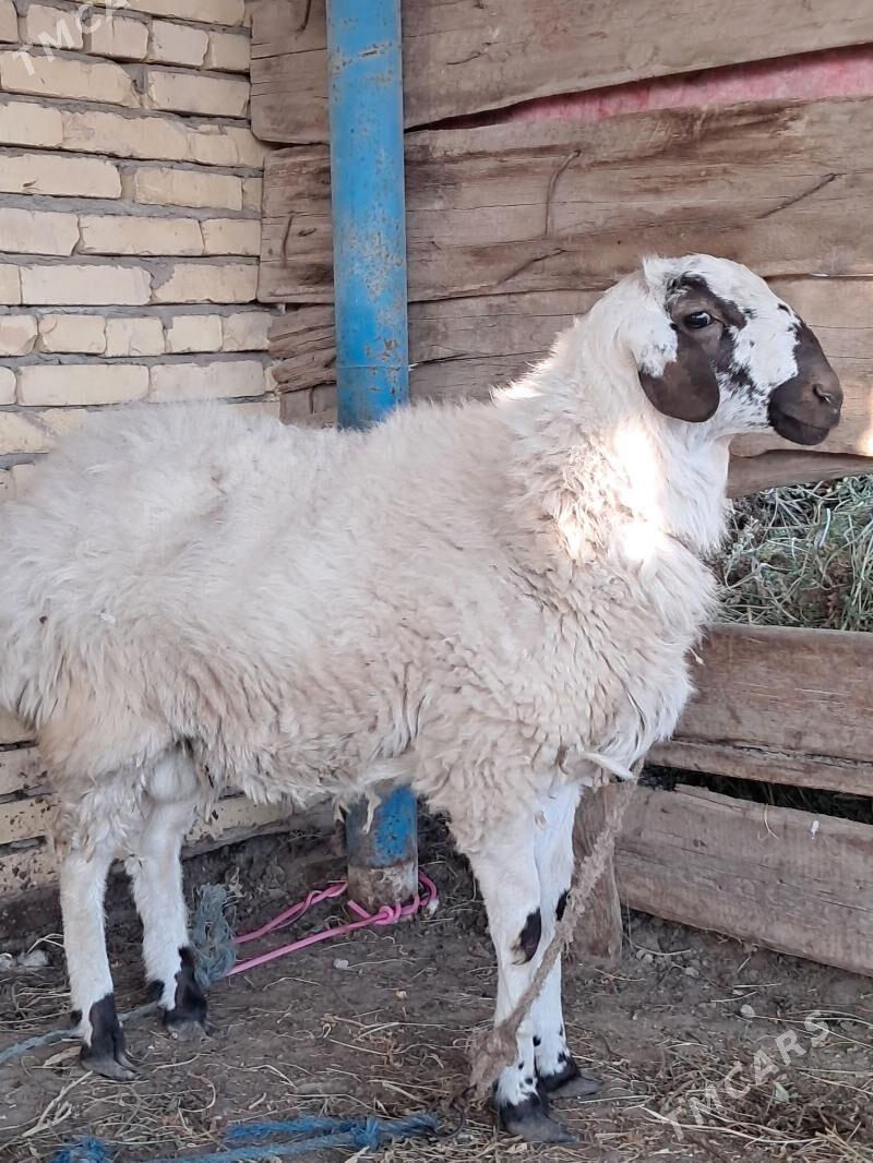 ak kockar - Чарджоу - img 1