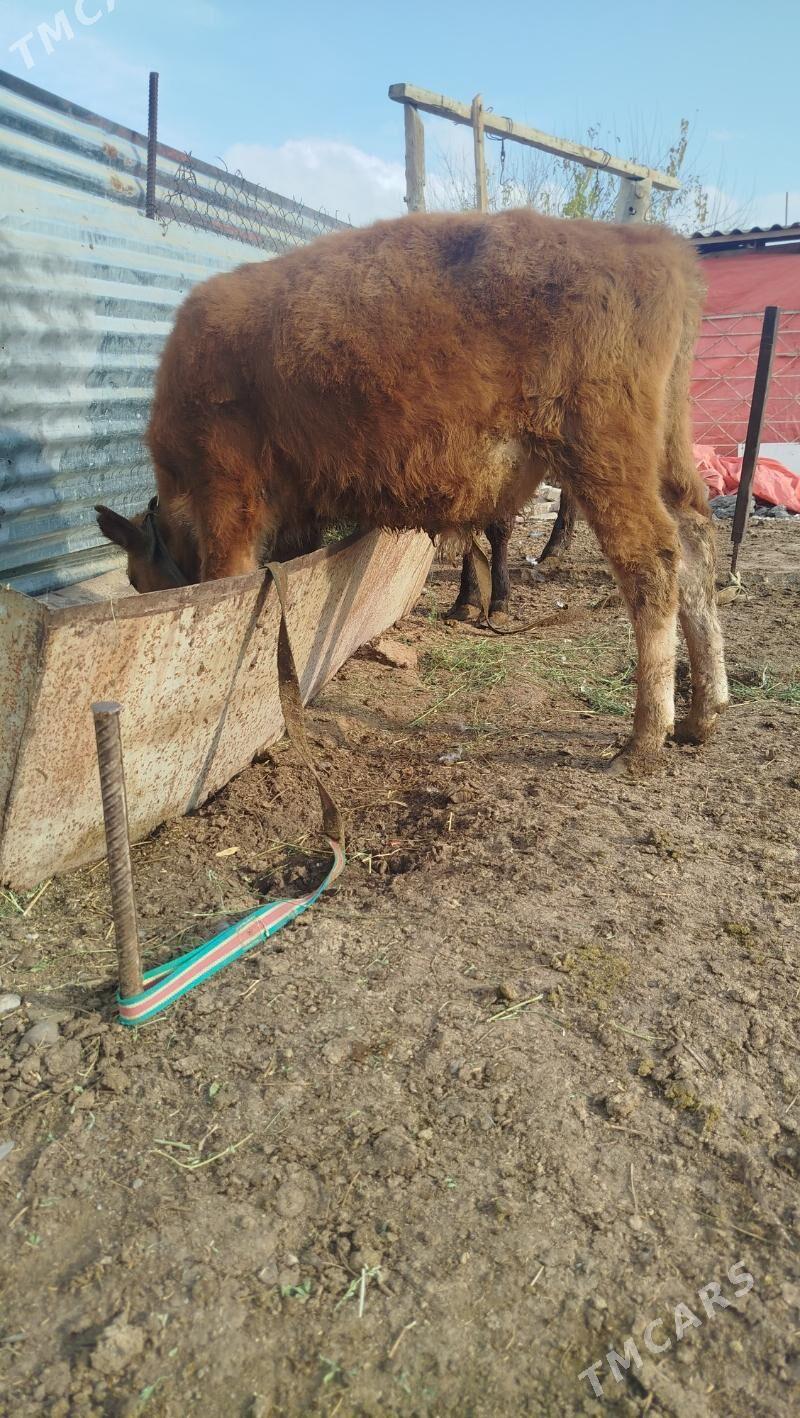 okuz - Gökdepe - img 3