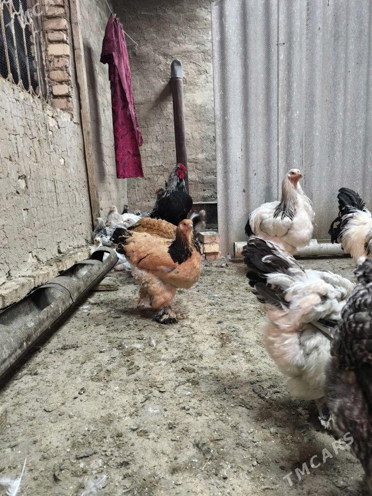 brama yumurtga - Байрамали - img 2